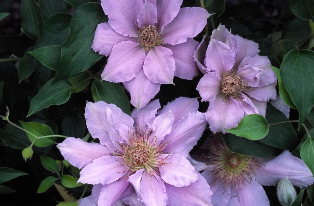 A silvery blue clematis that has ruffled edges and red/brown anthers