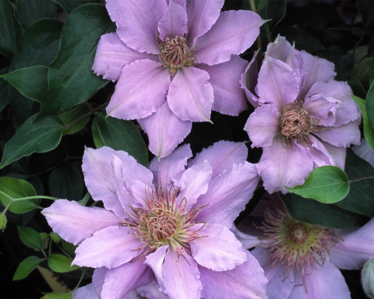 A silvery blue clematis that has ruffled edges and red/brown anthers