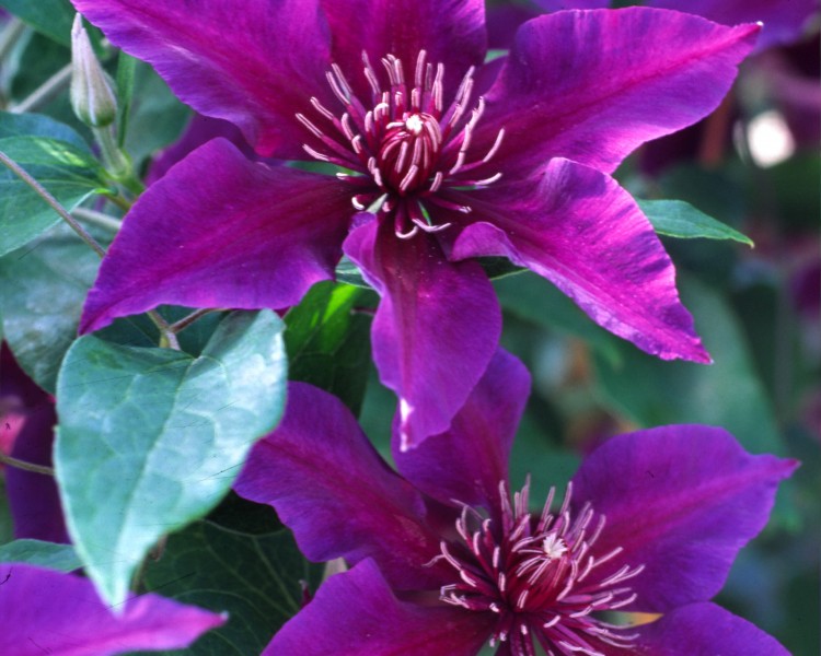 A deep purple clematis with a flower center