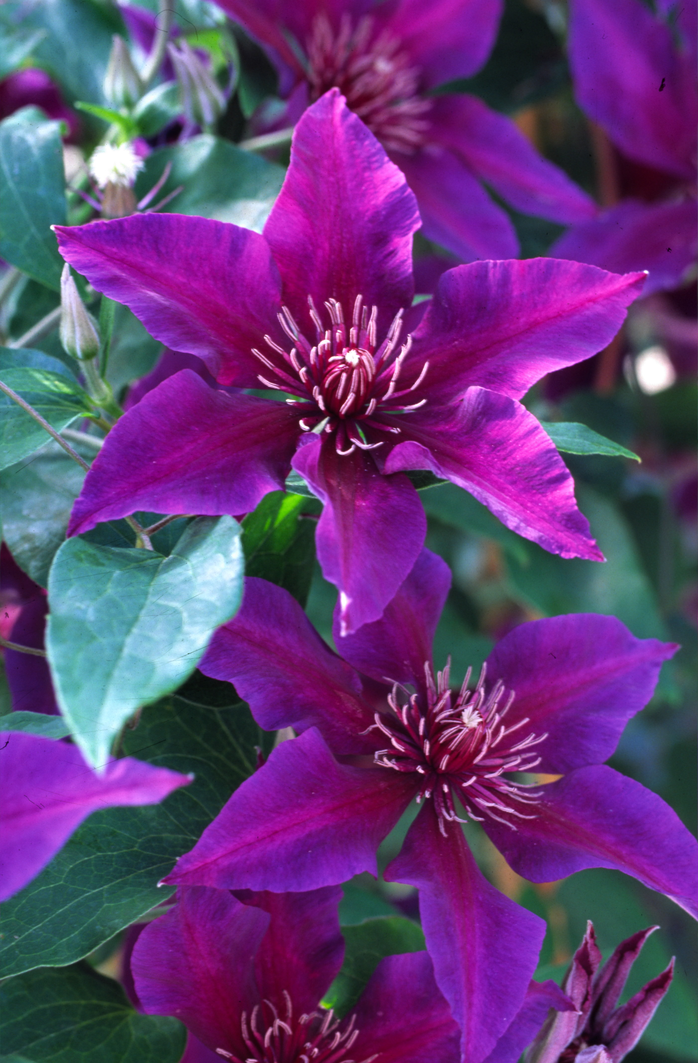 A deep purple clematis with a flower center