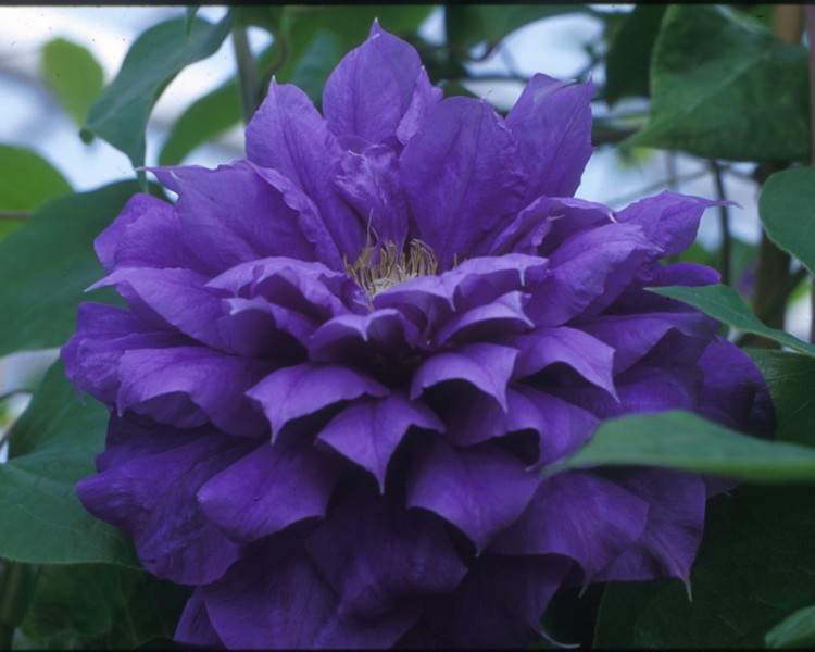 A blue-purple clematis with yellow anthers