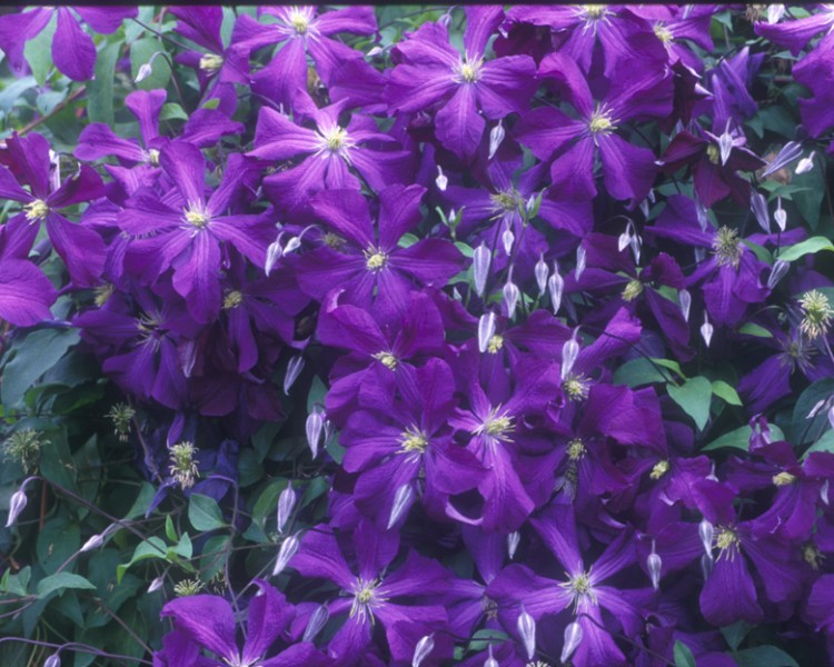 A purple clematis with yellow anthers