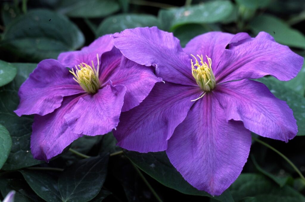 A dark lavender clematis with tints of red