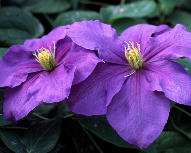 A dark lavender clematis with tints of red