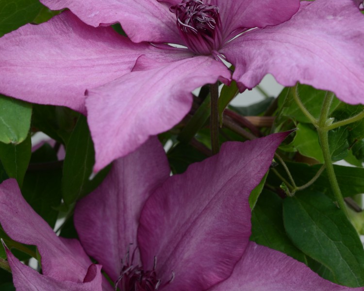 A dusky purple pink clematis with red-purple anthers