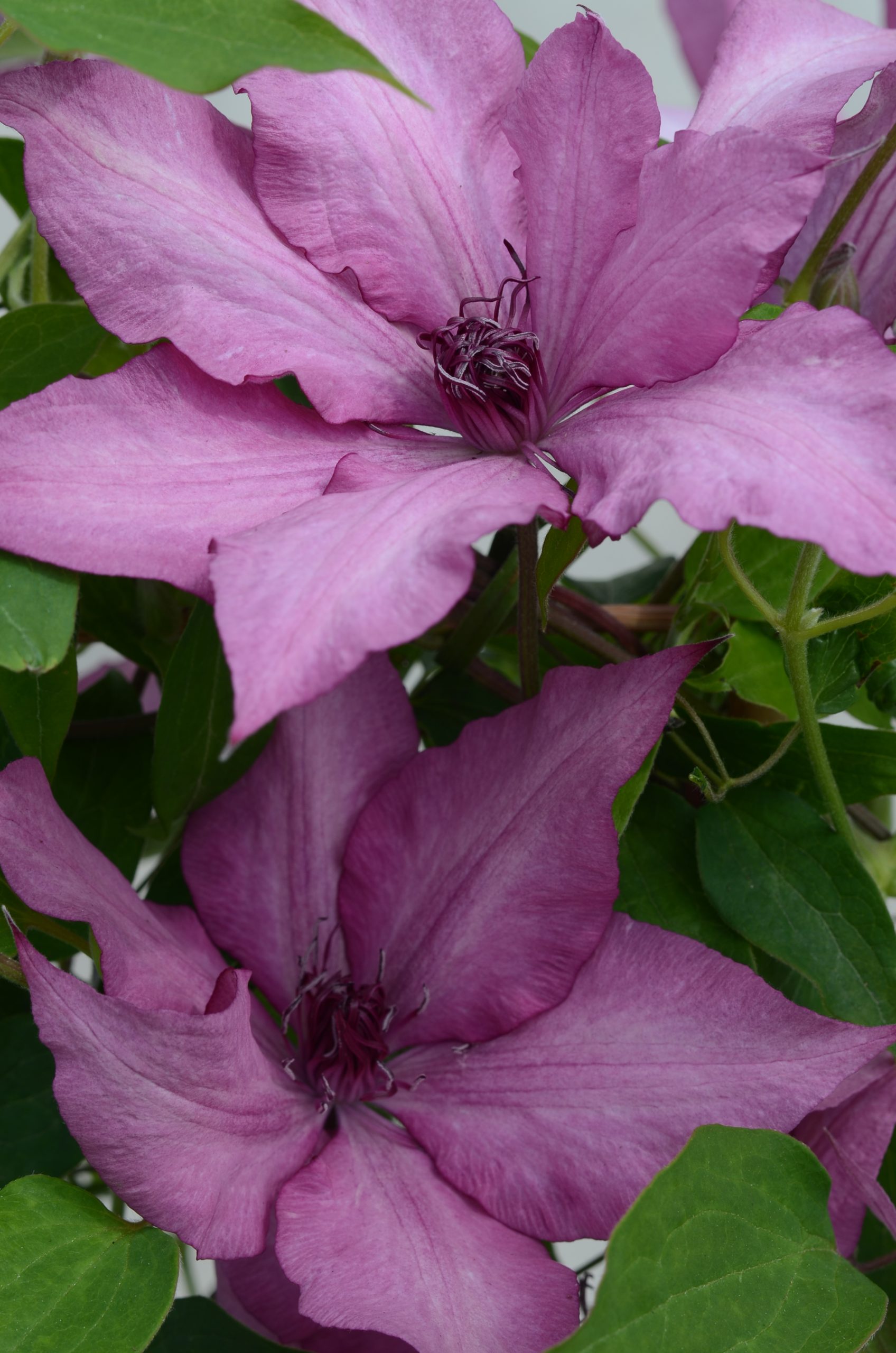 A dusky purple pink clematis with red-purple anthers