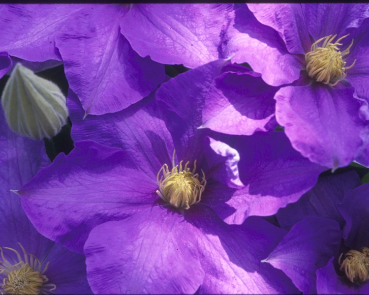A true mid-blue clematis with cream colored anthers