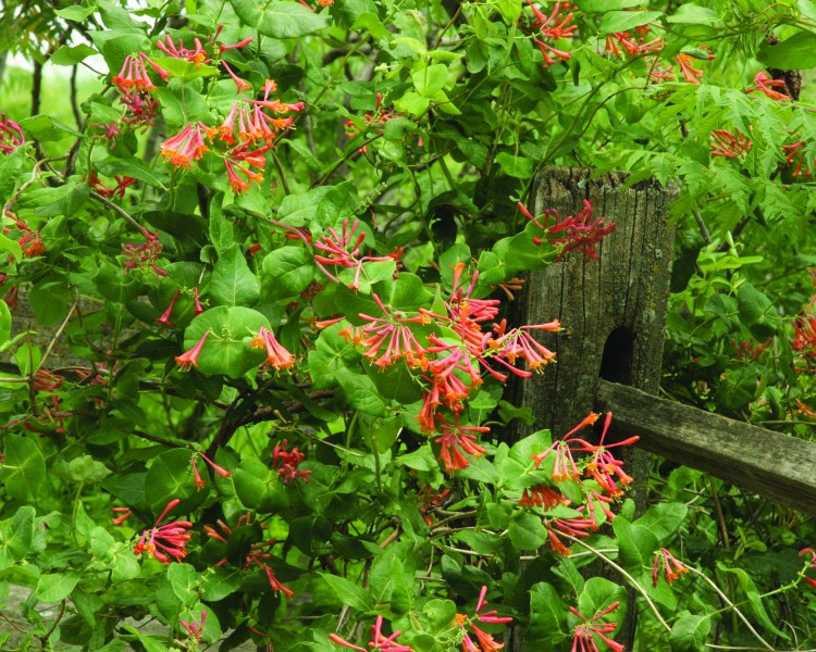 A scarlet/orange vine