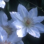 Hyde Hall Clematis