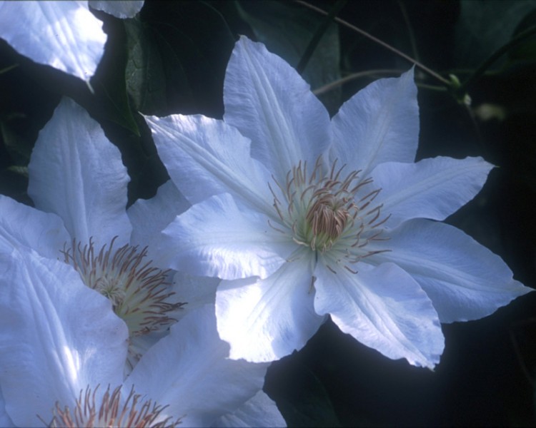 An off-white clematis with sometime green or pink tinges whose anthers are light chocolate brown