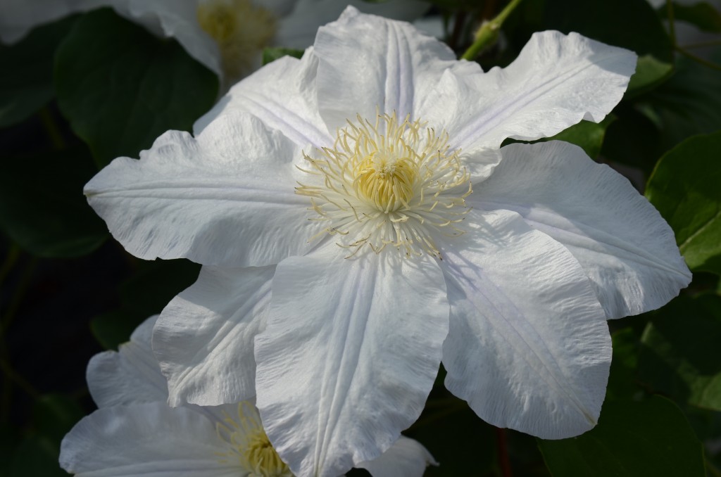 A clematis that is white with a tinge of blue and has yellow anthers
