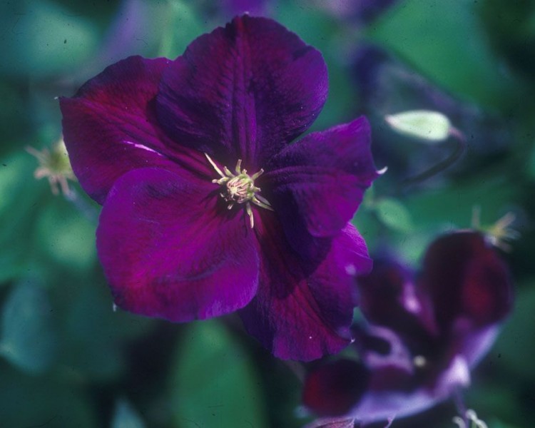 A rich velvet purple clematis