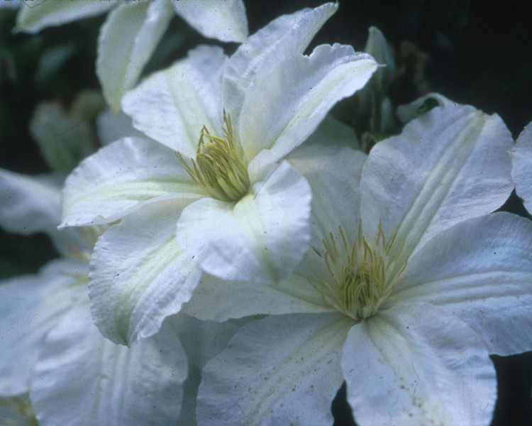 A creamy white clematis with yellow-white anthers