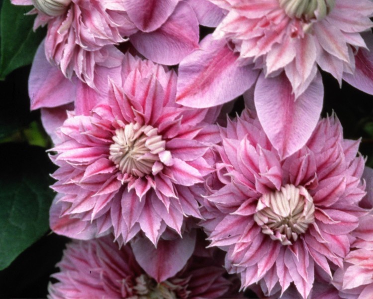 A clematis with bronze tinged with green base petals and lilac inner petals