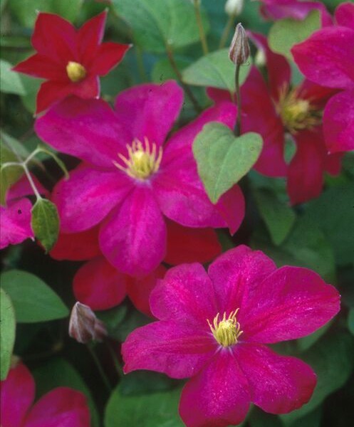 A deep velvet red clematis with cream anthers
