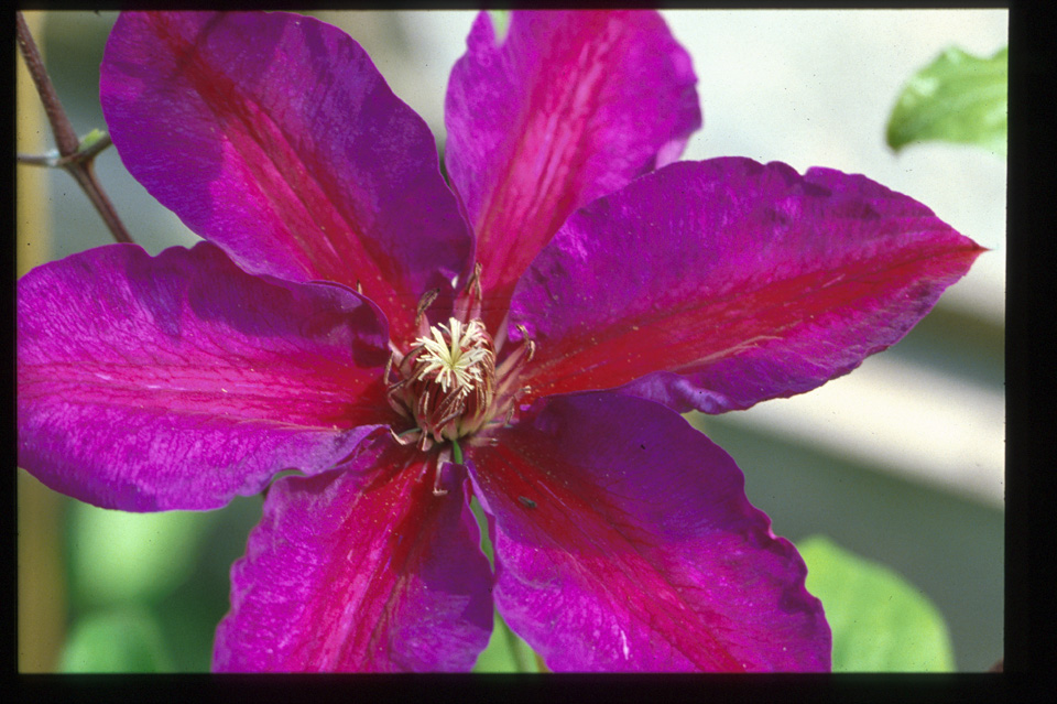 A deep blue clematis with a bright scarlet bar