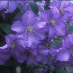 Prince Charles Clematis
