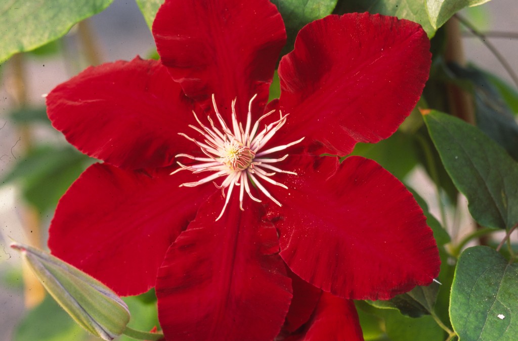 A bright red clematis with creamy yellow anthers