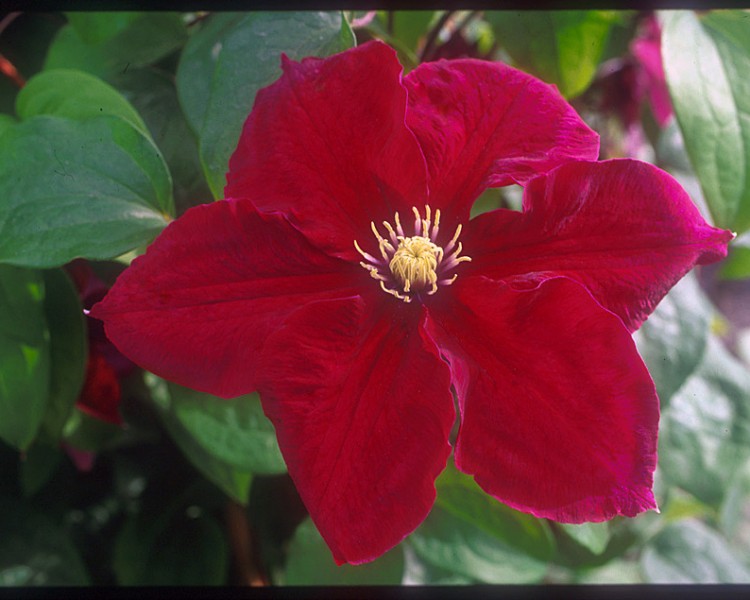 A reddish/purple clematis with yellow anthers