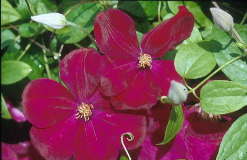 A deep velvety crimson clematis with red anthers