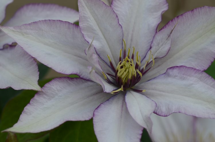 A silvery pink clematis edged in purple with anthers that are purple at the base and cream at the tips