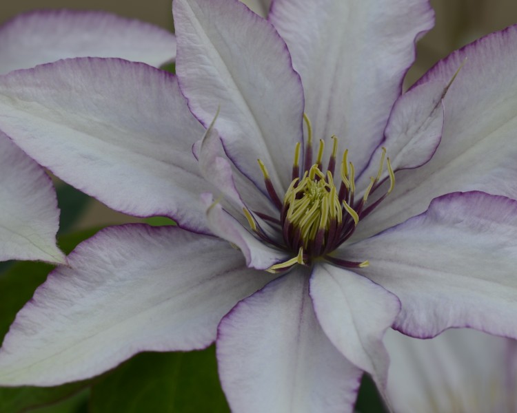 A silvery pink clematis edged in purple with anthers that are purple at the base and cream at the tips