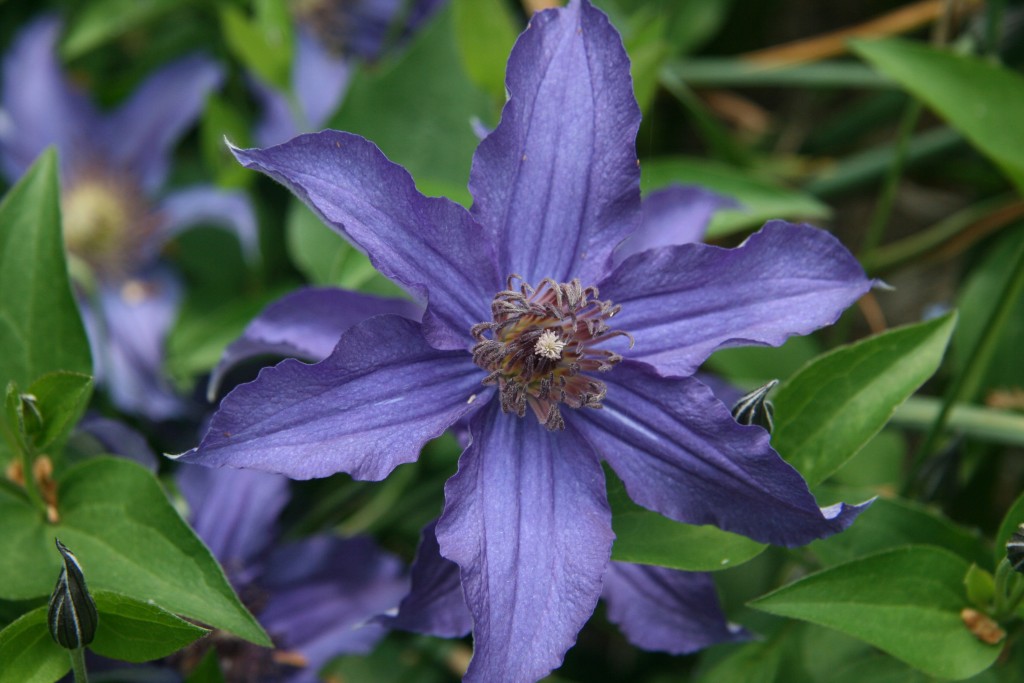 A dark purple clematis with dark purple to black anthers