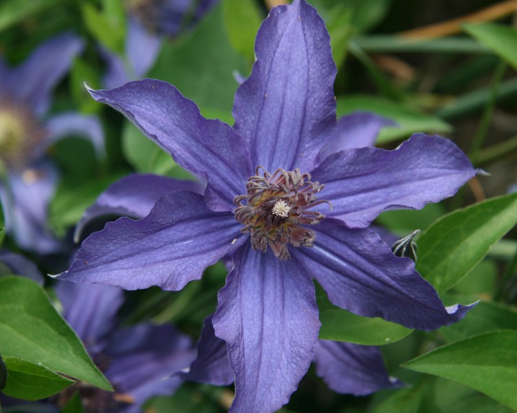 A dark purple clematis with dark purple to black anthers