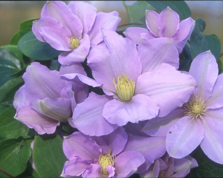 A silvery mauve clematis with creamy-white anthers