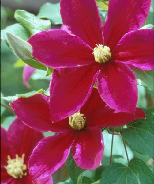 A dark velvet red clematis with purple edges