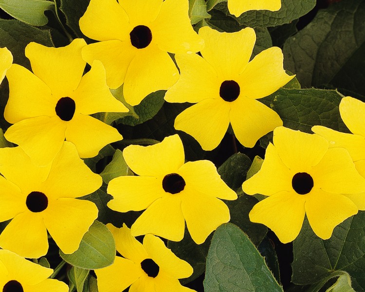 A yellow vine with a black center