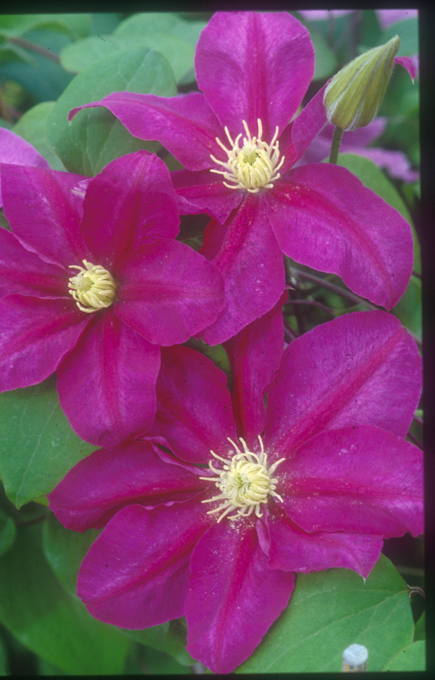 A petunia red clematis with creamy yellow anthers