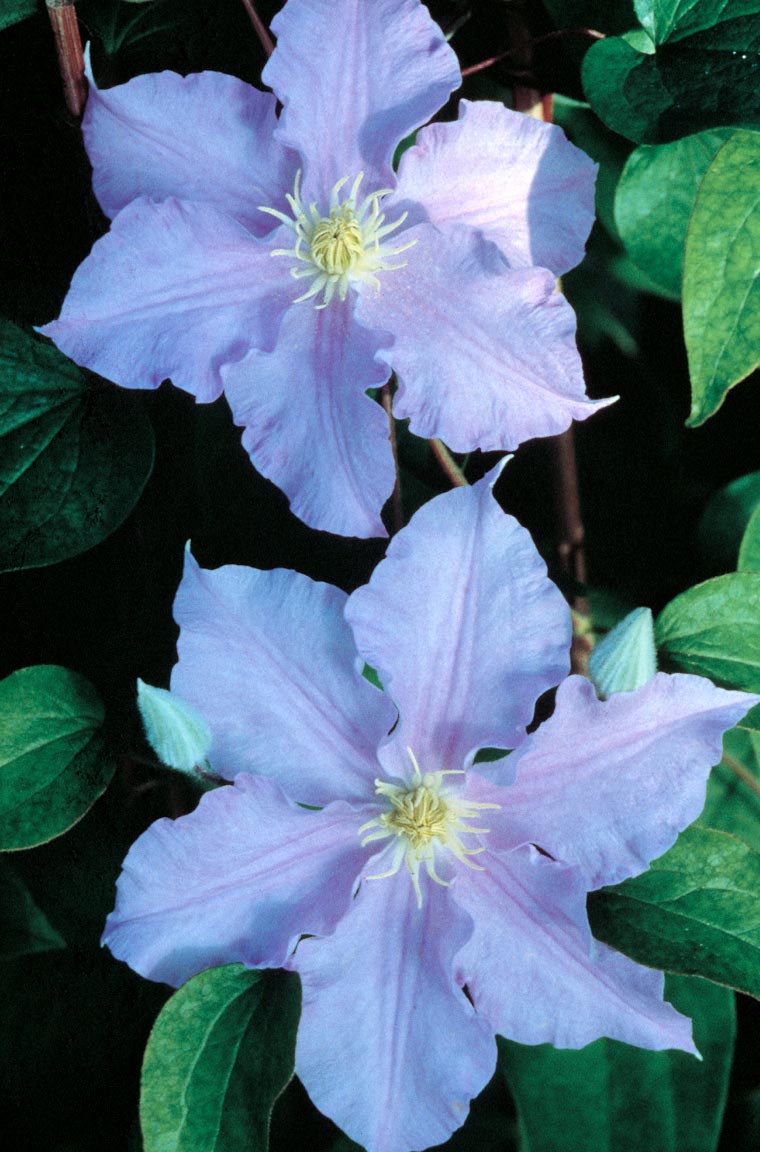 Will Goodwin Clematis