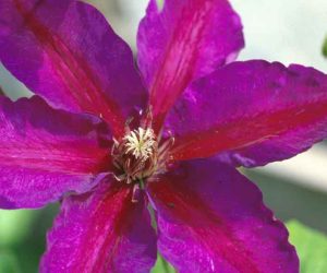 Mrs N. Thompson Clematis