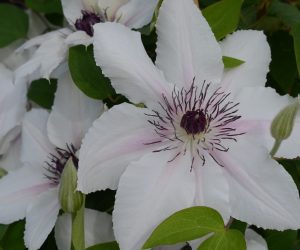The Countess of Wessex Clematis