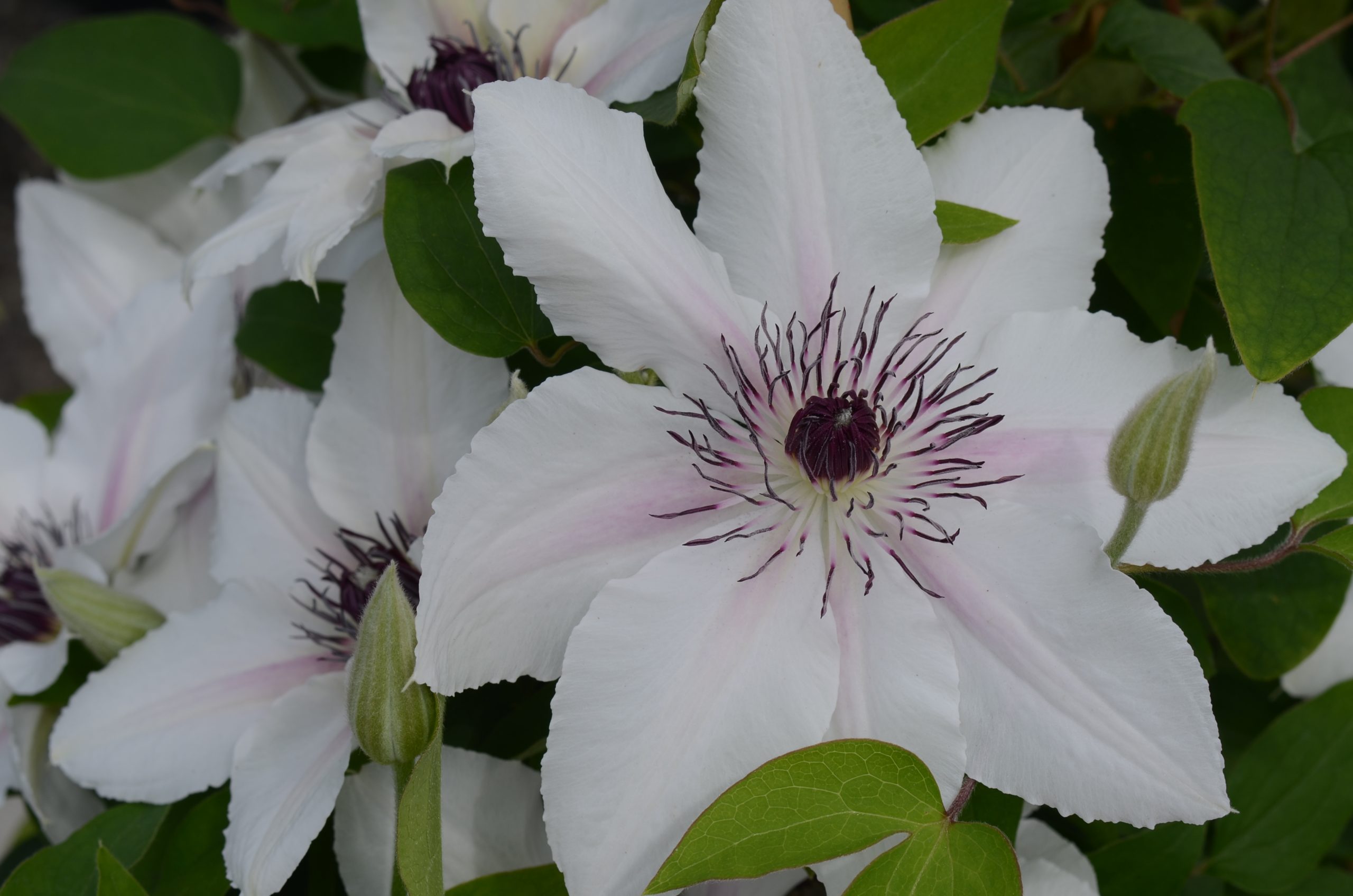 The Countess of Wessex Clematis