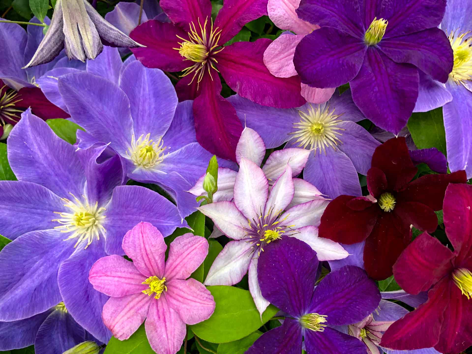 Assorted Clematis flowers from Donahue's Greenhouse