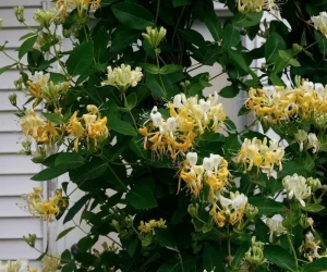 Honeysuckle, PW Scentsation