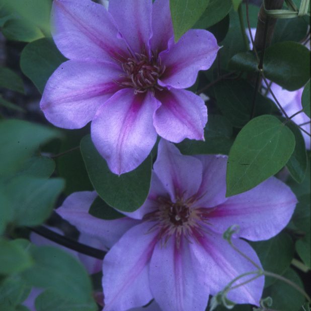 Candy Stripe Clematis