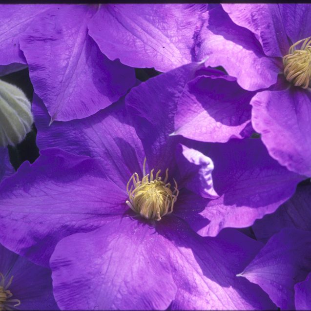 H. F. Young Clematis