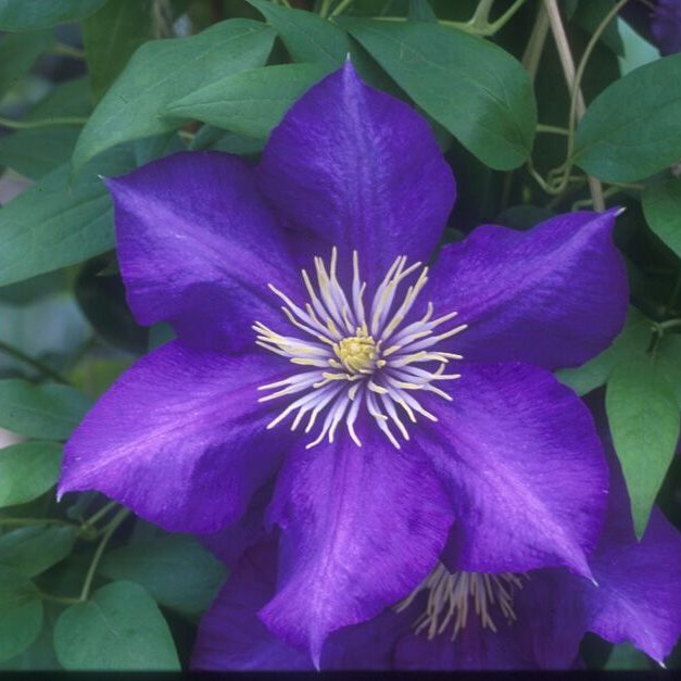 A rich purple clematis with creamy anthers