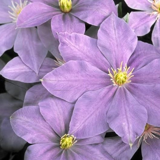Lady Northcliffe Clematis