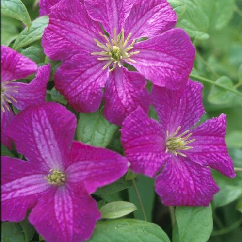 Viticella Abundance - A pink/purple clematis with yellow anthers