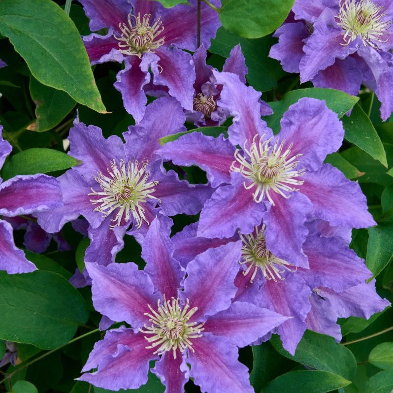 CLEMATIS BARONESS FOOKES 2