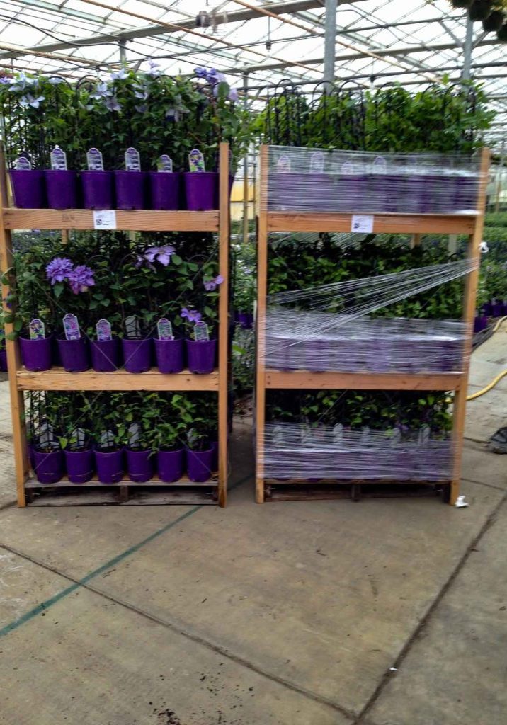 Clematis Pallet Unit