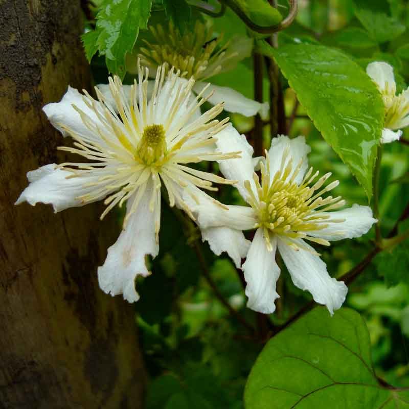 Fargesioides cLematis