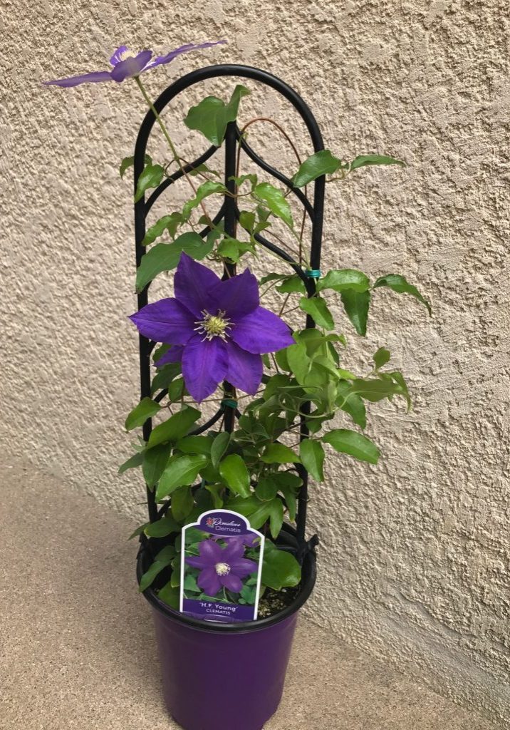 Clematis in one gallon pot