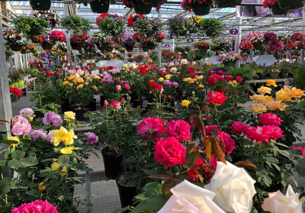 Roses & Hanging Baskets